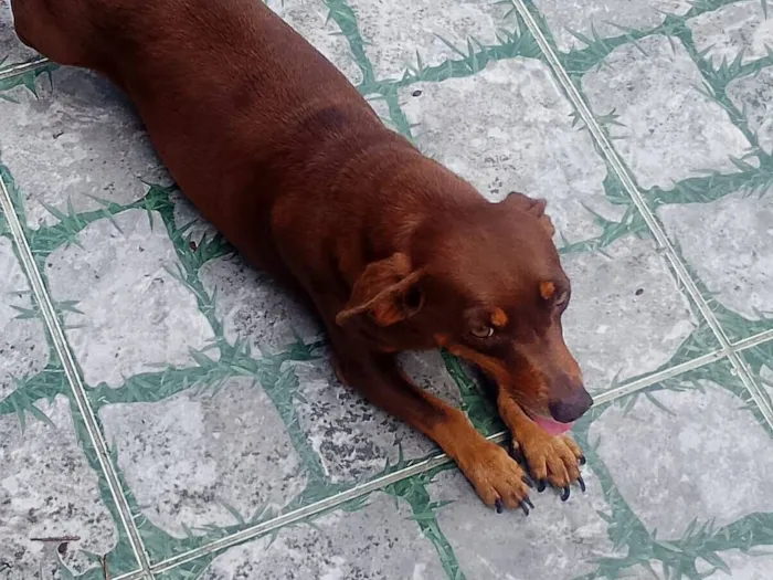 Cachorro raça Basset-Cofap idade 3 anos nome Chocolate