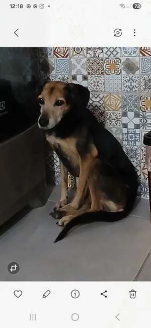 Cachorro raça SRD-ViraLata idade 6 ou mais anos nome ISABEL DA SILVA PRADO