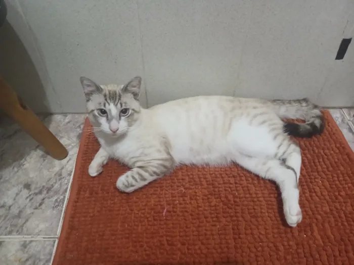 Gato raça Siamês idade 1 ano nome Tom 