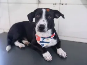 Cachorro raça SRD-ViraLata idade 2 anos nome Snoopy 