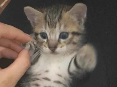 Gato raça SRD-ViraLata idade 2 a 6 meses nome Lia