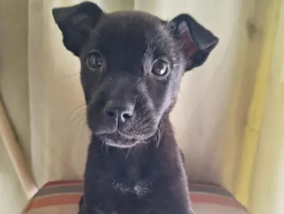 Cachorro raça SRD-ViraLata idade Abaixo de 2 meses nome Princesa e Mel 