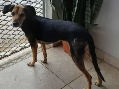 Cachorro raça SRD-ViraLata idade 6 ou mais anos nome ISABEL DA SILVA PRADO