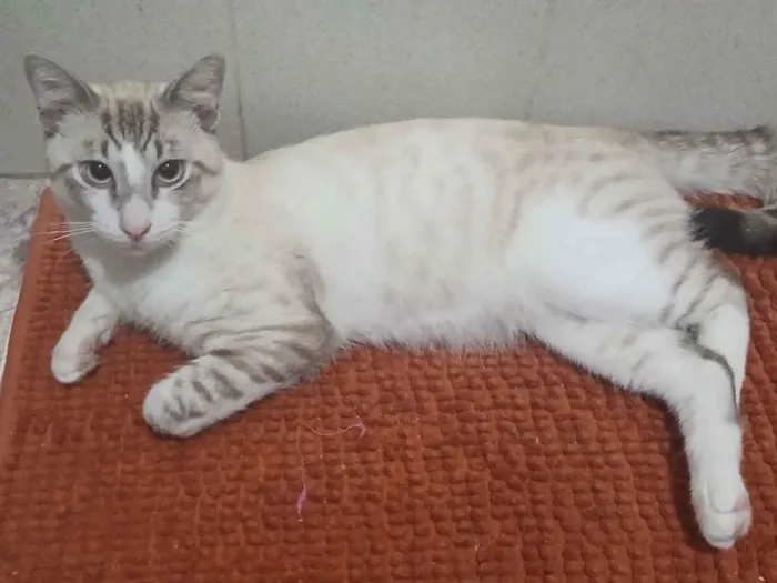 Gato raça Siamês idade 1 ano nome Tom 