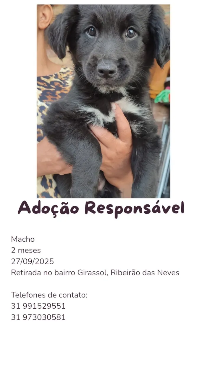 Cachorro raça SRD-ViraLata idade 2 a 6 meses nome Muchu 