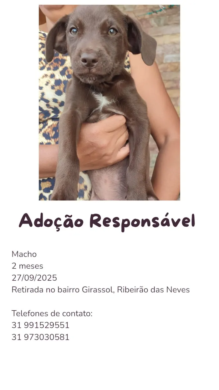 Cachorro raça SRD-ViraLata idade 2 a 6 meses nome Brigadeiro 