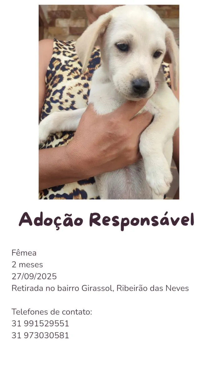 Cachorro raça SRD-ViraLata idade 2 a 6 meses nome Beijinho