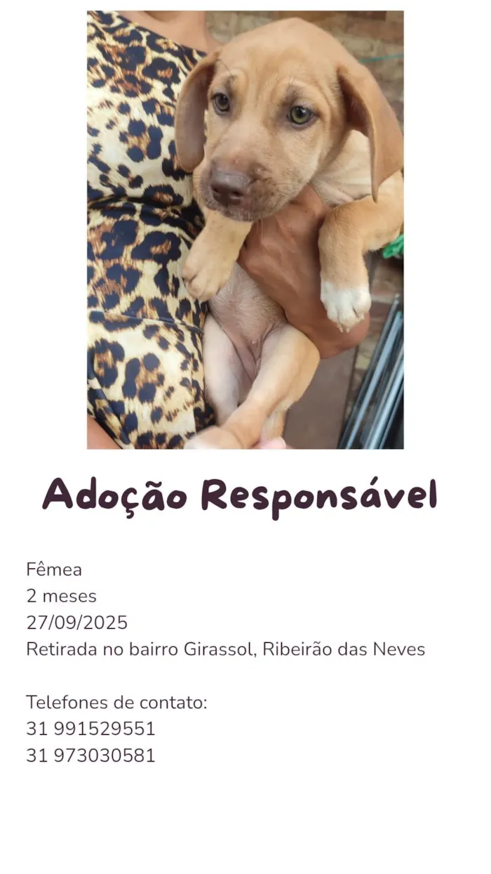 Cachorro raça SRD-ViraLata idade 2 a 6 meses nome Paçoca 
