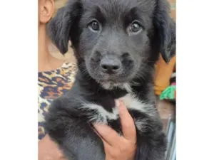 Cachorro raça SRD-ViraLata idade 2 a 6 meses nome Muchu 