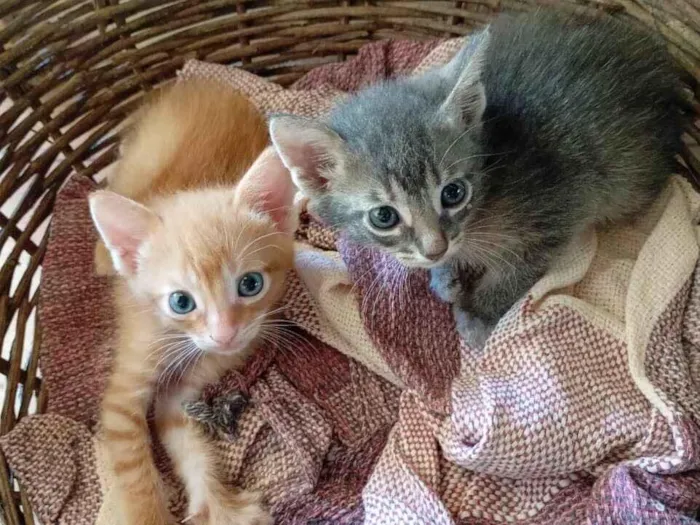 Gato raça SRD-ViraLata idade 2 a 6 meses nome Sem nome