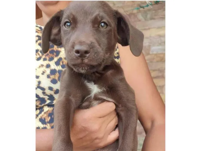 Cachorro raça SRD-ViraLata idade 2 a 6 meses nome Brigadeiro 