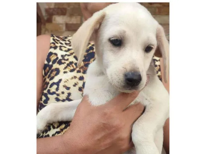 Cachorro raça SRD-ViraLata idade 2 a 6 meses nome Beijinho