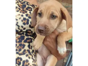 Cachorro raça SRD-ViraLata idade 2 a 6 meses nome Paçoca 