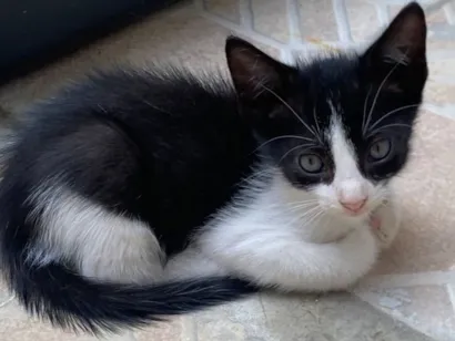 Gato raça SRD-ViraLata idade Abaixo de 2 meses nome filhotinho macho