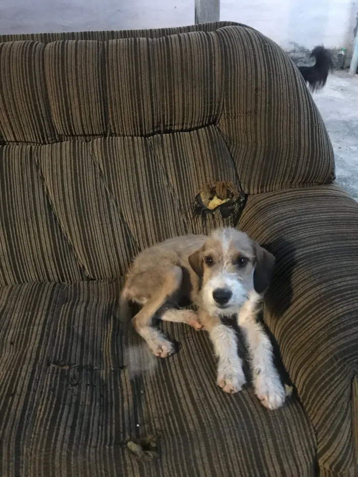 Cachorro raça SRD-ViraLata idade 2 a 6 meses nome Bruto