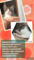 Gato raça SRD-ViraLata idade 2 a 6 meses nome Viviane 