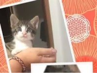 Gato raça SRD-ViraLata idade 2 a 6 meses nome Viviane 
