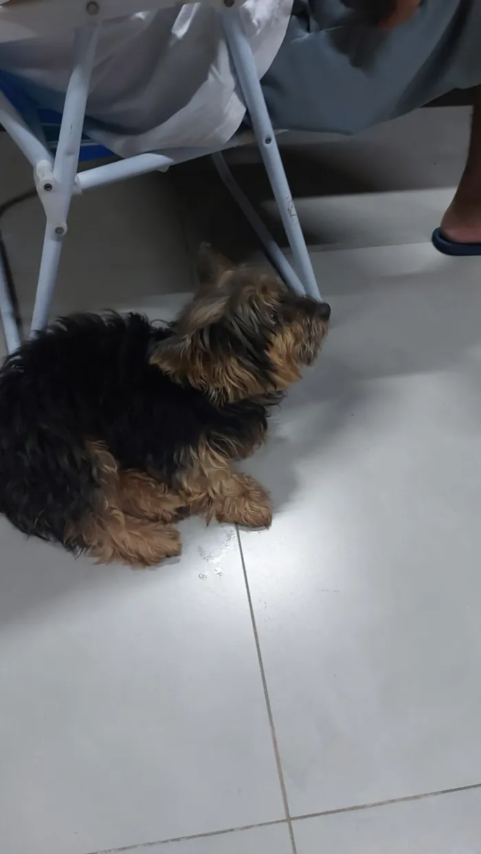 Cachorro raça Yorkshire idade 4 anos nome Ozzy( nome dado por nós)