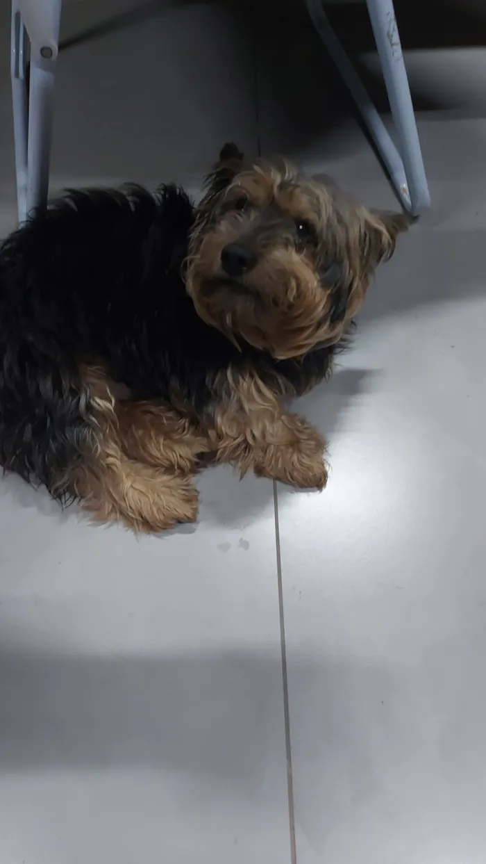 Cachorro raça Yorkshire idade 4 anos nome Ozzy( nome dado por nós)