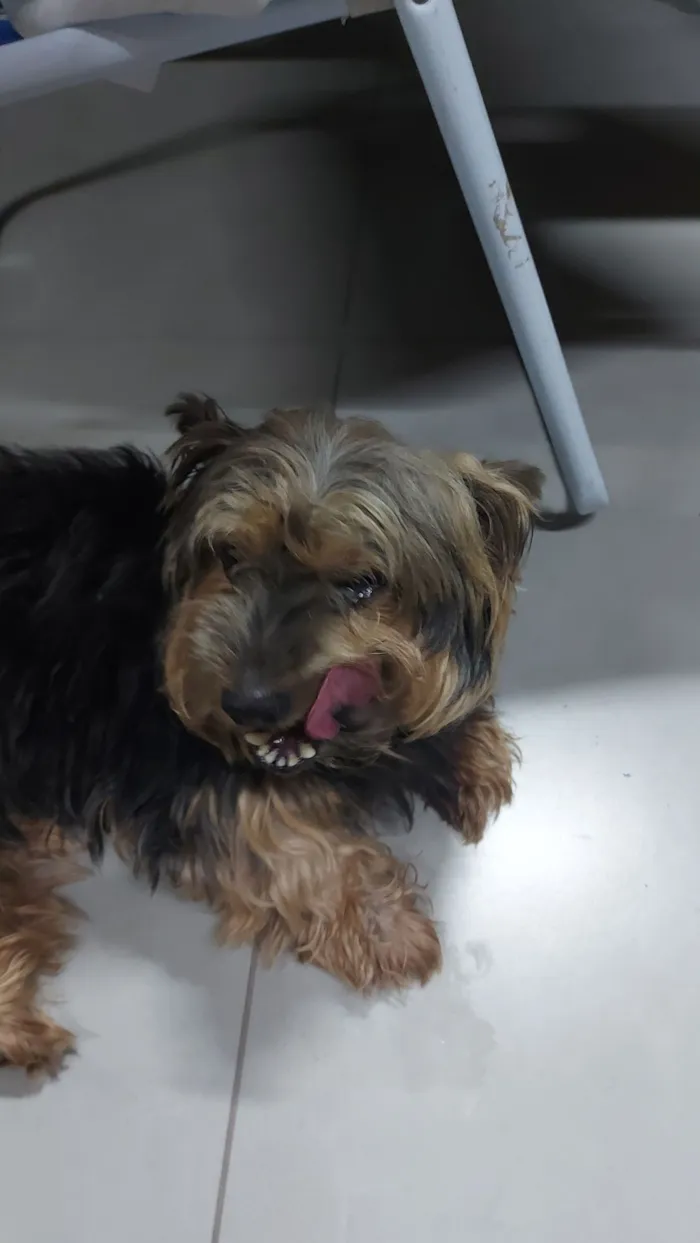 Cachorro raça Yorkshire idade 4 anos nome Ozzy( nome dado por nós)