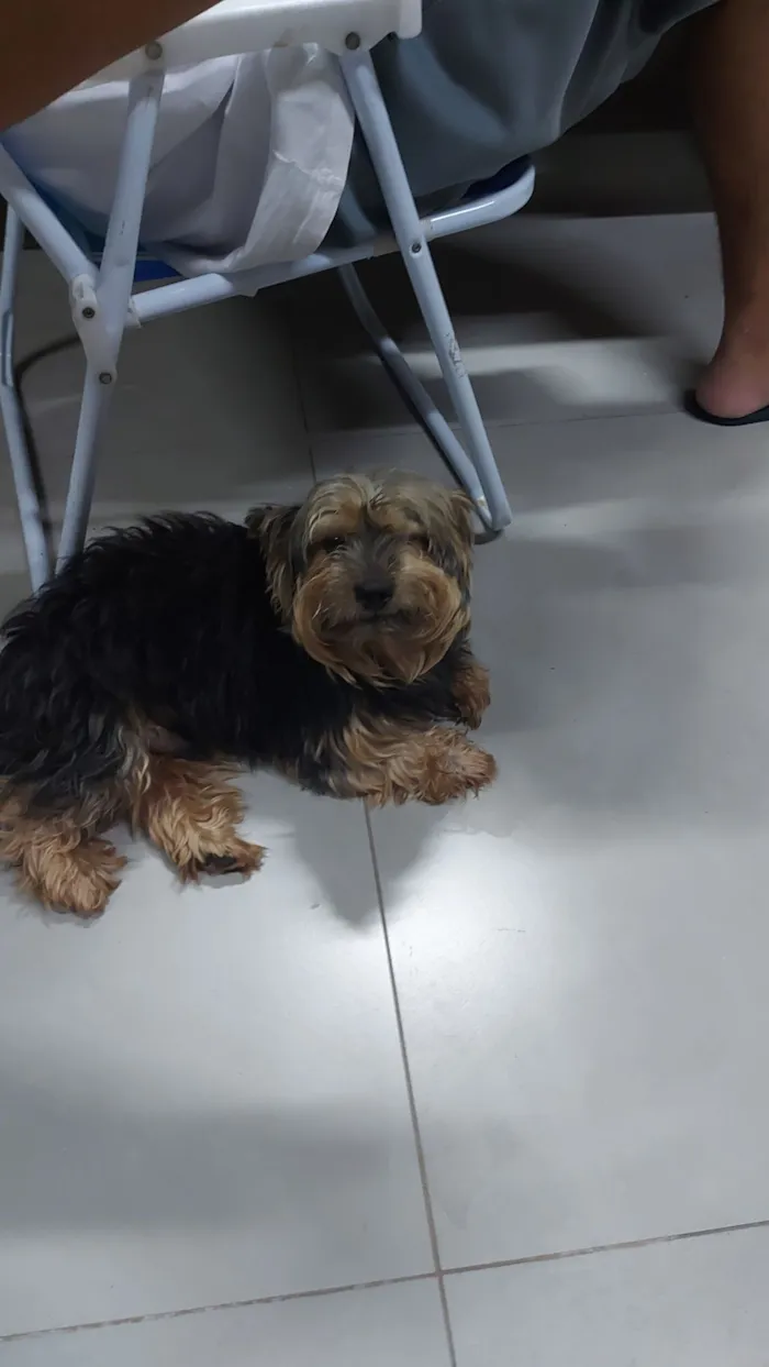 Cachorro raça Yorkshire idade 4 anos nome Ozzy( nome dado por nós)