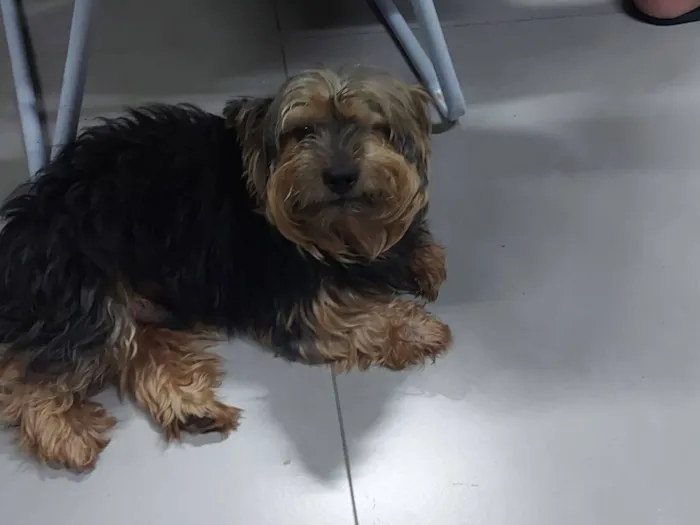 Cachorro raça Yorkshire idade 4 anos nome Ozzy( nome dado por nós)