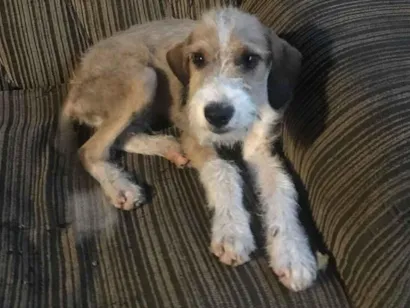 Cachorro raça SRD-ViraLata idade 2 a 6 meses nome Bruto