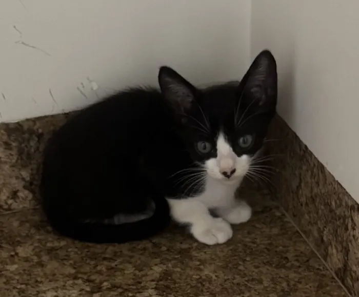 Gato raça SRD-ViraLata idade Abaixo de 2 meses nome …….voce escolhe……..