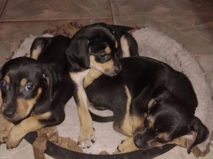 Cachorro raça SRD-ViraLata idade Abaixo de 2 meses nome Sem nome