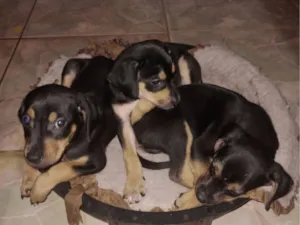 Cachorro raça SRD-ViraLata idade Abaixo de 2 meses nome Sem nome