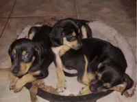 Cachorro raça SRD-ViraLata idade Abaixo de 2 meses nome Sem nome