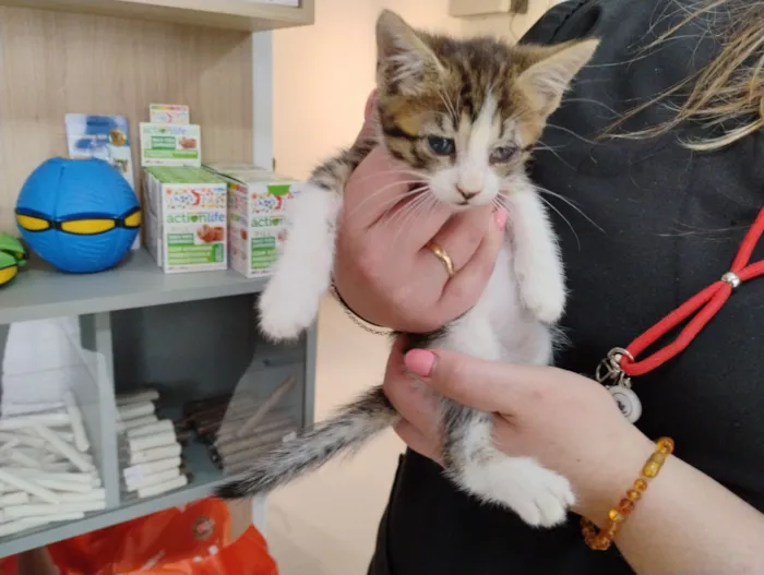 Gato raça SRD-ViraLata idade 2 anos nome Leozinho