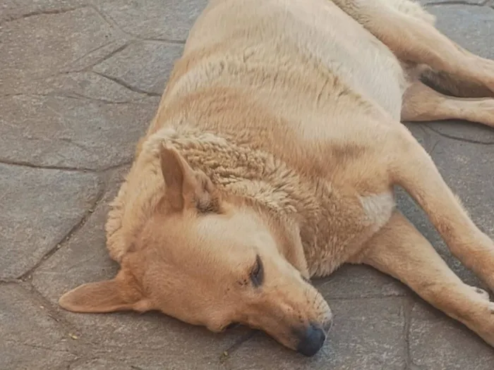 Cachorro raça Shitzu idade 5 anos nome Asuma