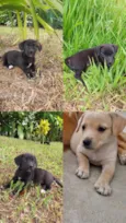 Cachorro raça SRD-ViraLata idade 2 a 6 meses nome Mine . Fofinho, Pretinho, Espoleta