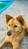 Cachorro raça SRD-ViraLata idade 6 ou mais anos nome Kessye 