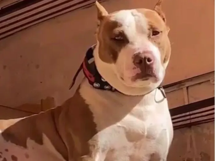 Cachorro raça Pit-Bull idade 2 a 6 meses nome Molly