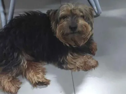 Cachorro raça Yorkshire idade 4 anos nome Ozzy( nome dado por nós)