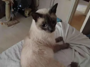 Gato raça Siamês idade 2 anos nome Sol