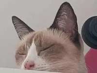 Gato raça Siamês idade 6 ou mais anos nome Ino