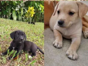Cachorro raça SRD-ViraLata idade 2 a 6 meses nome Mine . Fofinho, Pretinho, Espoleta