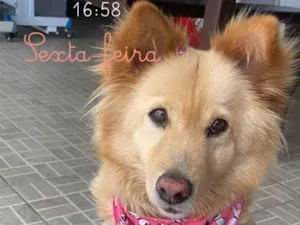 Cachorro raça SRD-ViraLata idade 6 ou mais anos nome Kessye 