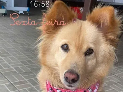Cachorro raça SRD-ViraLata idade 6 ou mais anos nome Kessye 