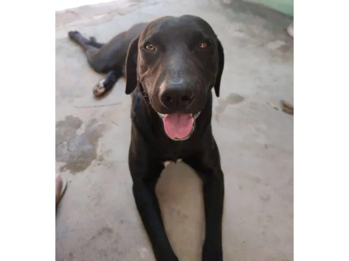 Cachorro raça SRD-ViraLata idade 4 anos nome Klauss