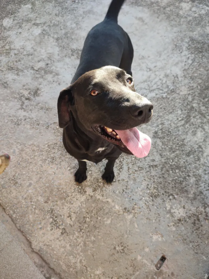 Cachorro raça SRD-ViraLata idade 4 anos nome Klauss