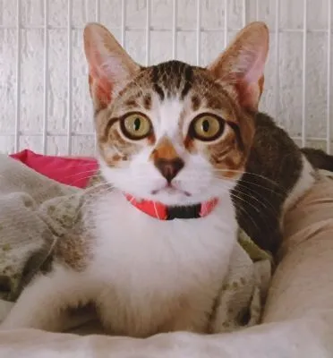 Gato raça SRD-ViraLata idade 2 a 6 meses nome MILA MARIA