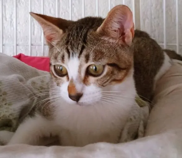 Gato raça SRD-ViraLata idade 2 a 6 meses nome MILA MARIA