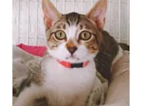 Gato raça SRD-ViraLata idade 2 a 6 meses nome MILA MARIA