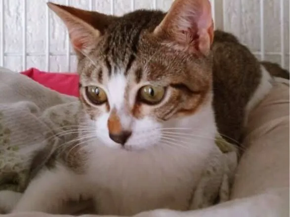 Gato raça SRD-ViraLata idade 2 a 6 meses nome MILA MARIA