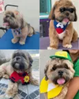 Cachorro raça Shitzu idade 5 anos nome Toreto