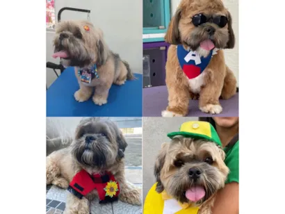 Cachorro raça Shitzu idade 5 anos nome Toreto